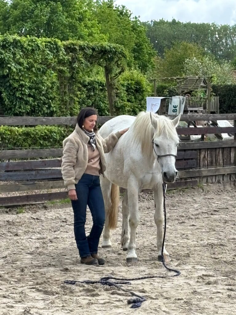 Communicatie met paard – dierencommunicatie brengt wijsheid en inzichten voor de eigenaar