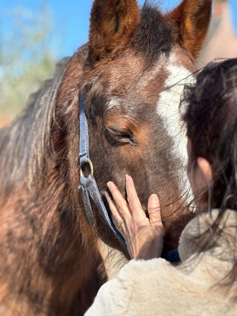 Communicatie paard – ik geef woorden aan wat er in je dier leeft